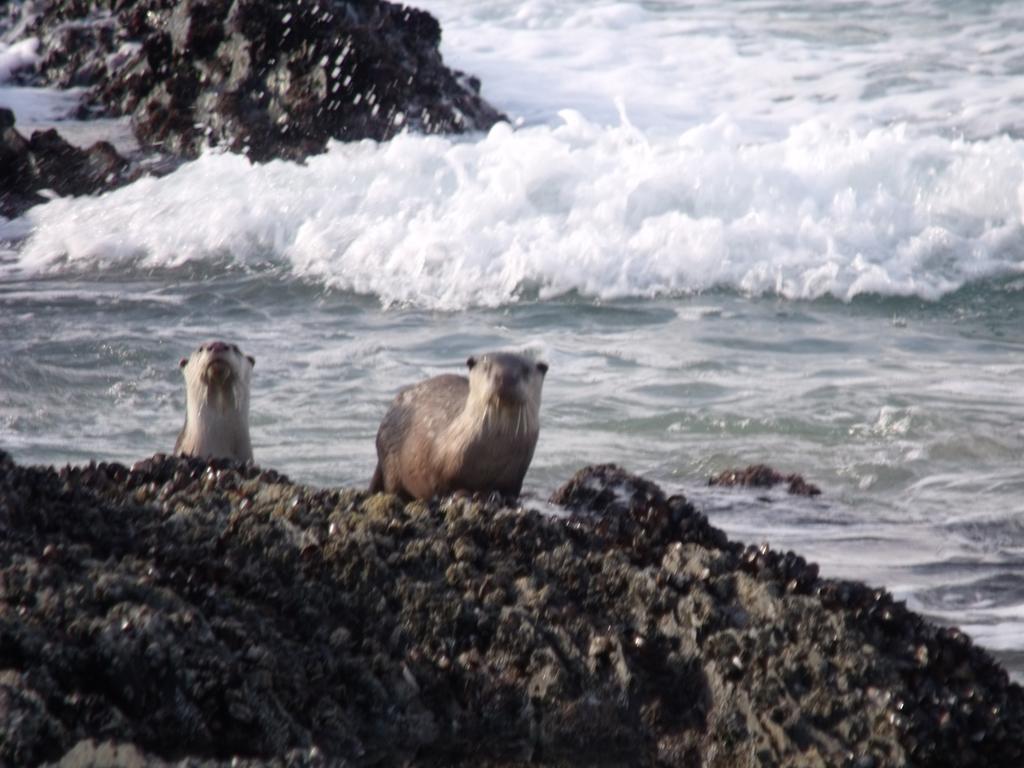 Kamma-Otter Apartment Nature's Valley Luaran gambar